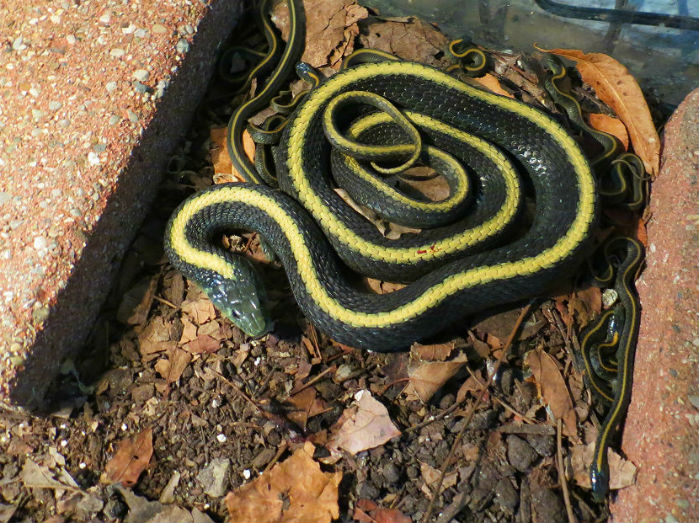 Santa Cruz Garter Snake